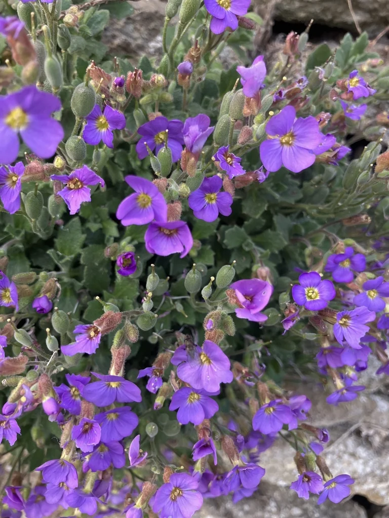 Aubrieta Deltoidea