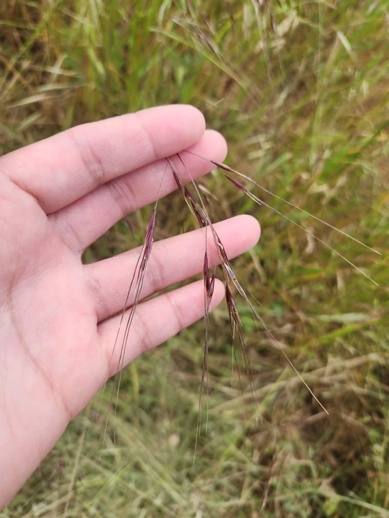 Nassella Pulchra