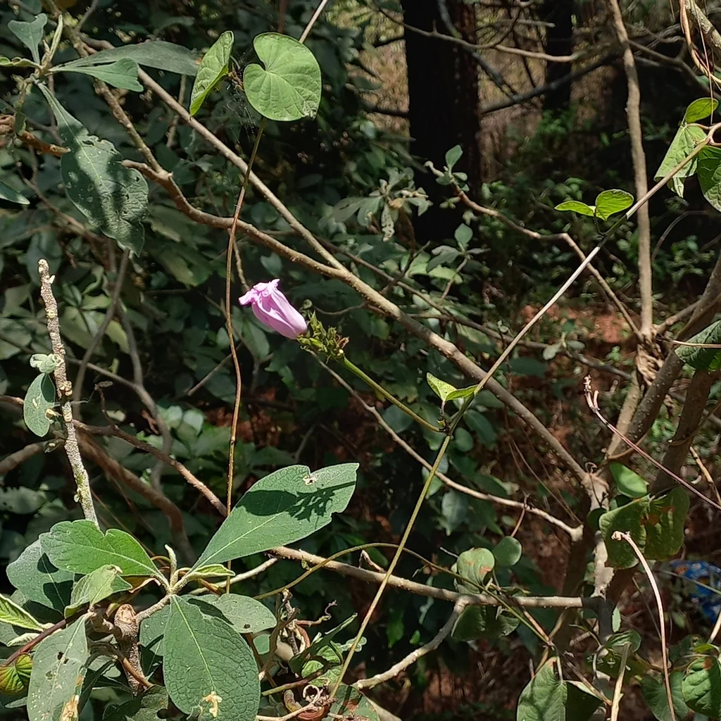 Ipomoea batatas