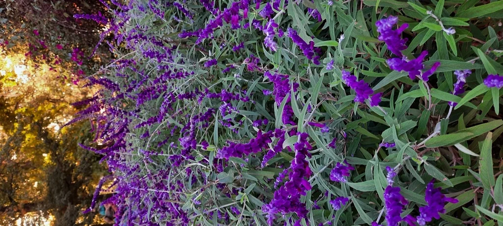 Salvia Leucantha