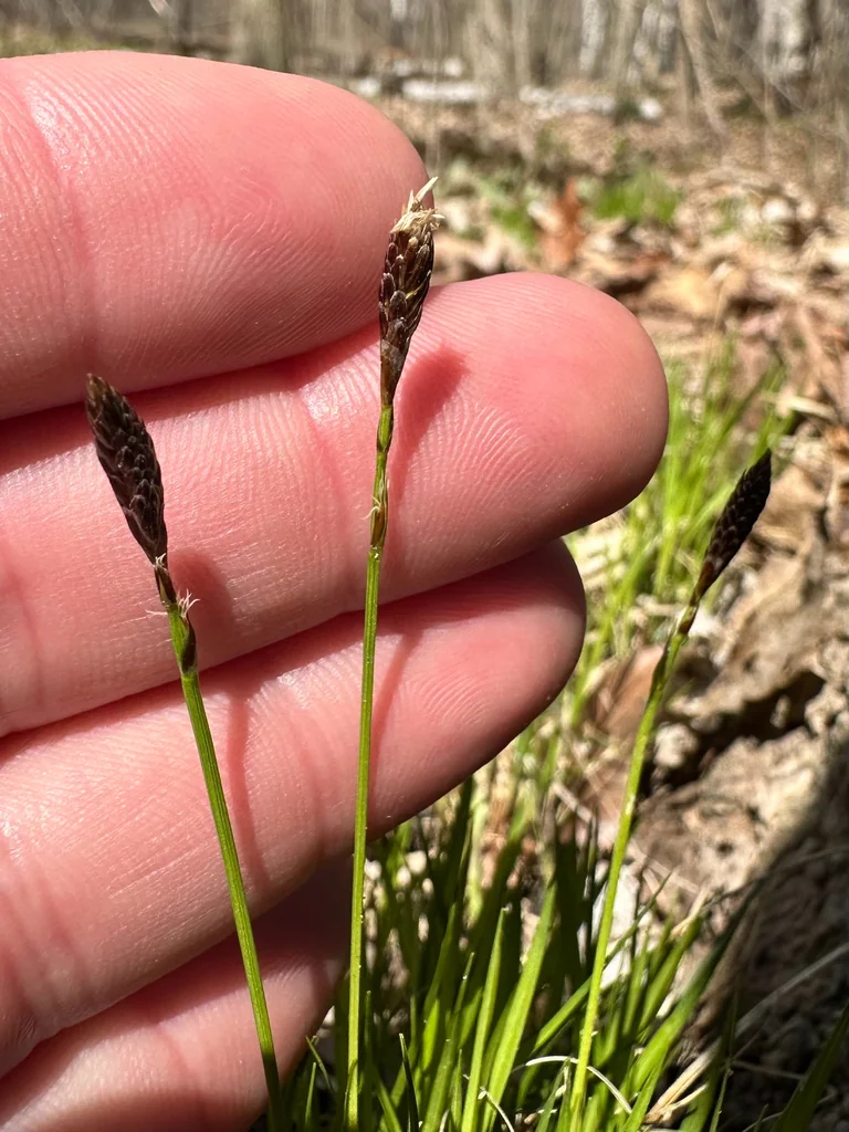 Carex Pensylvanica