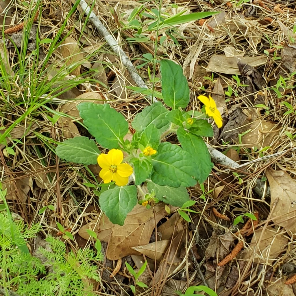 Chrysogonum Virginianum