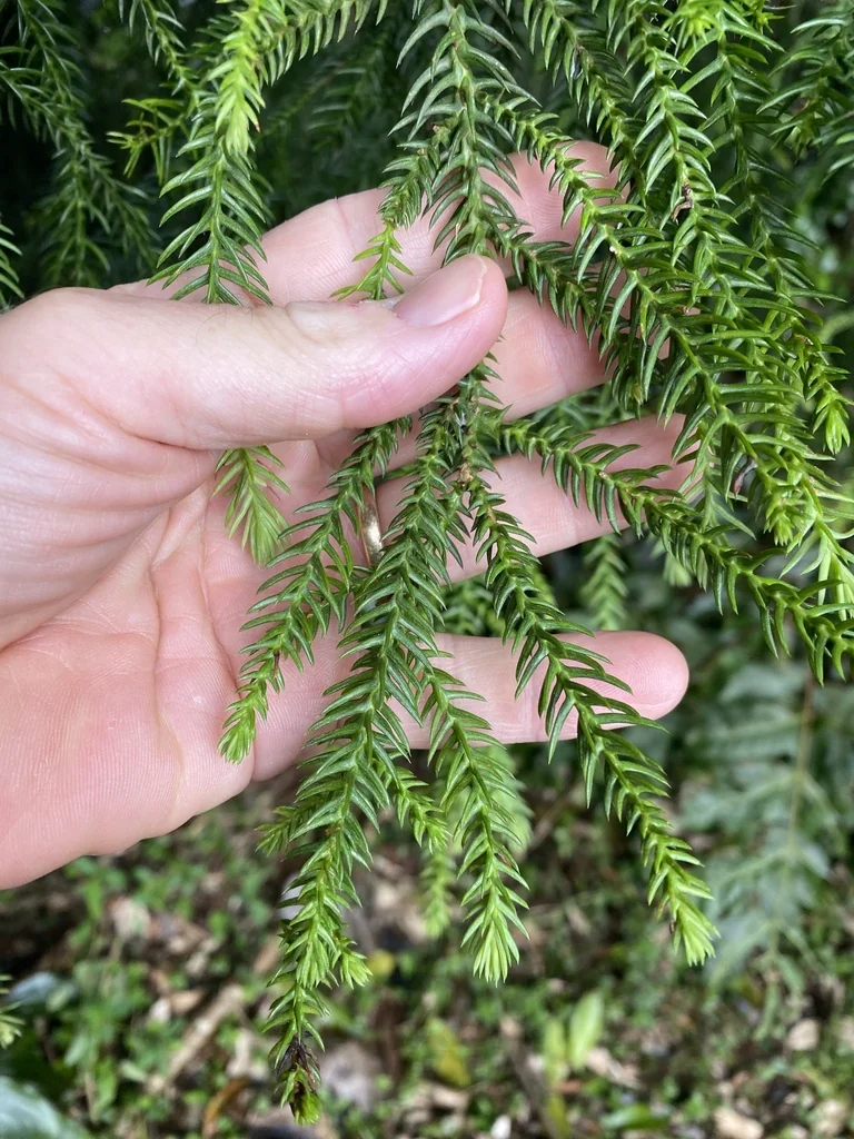 Araucaria Cunninghamii