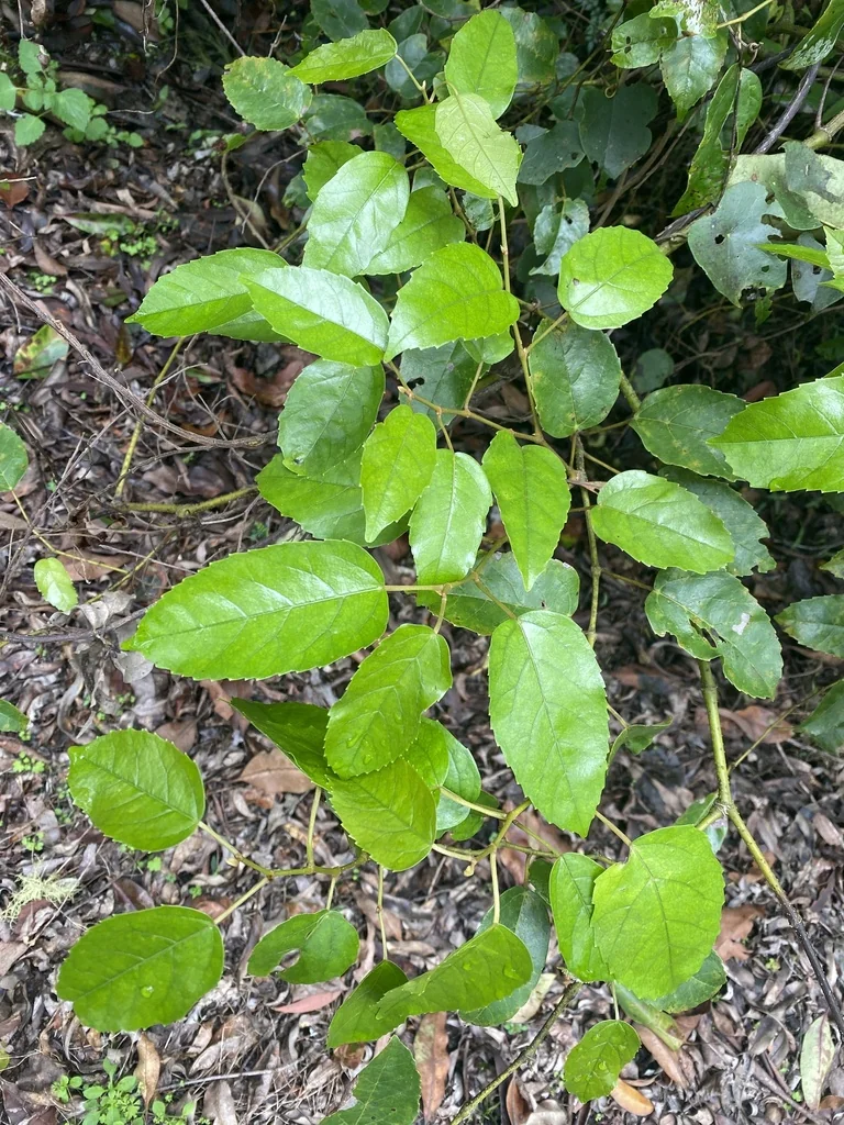 Cissus Antarctica