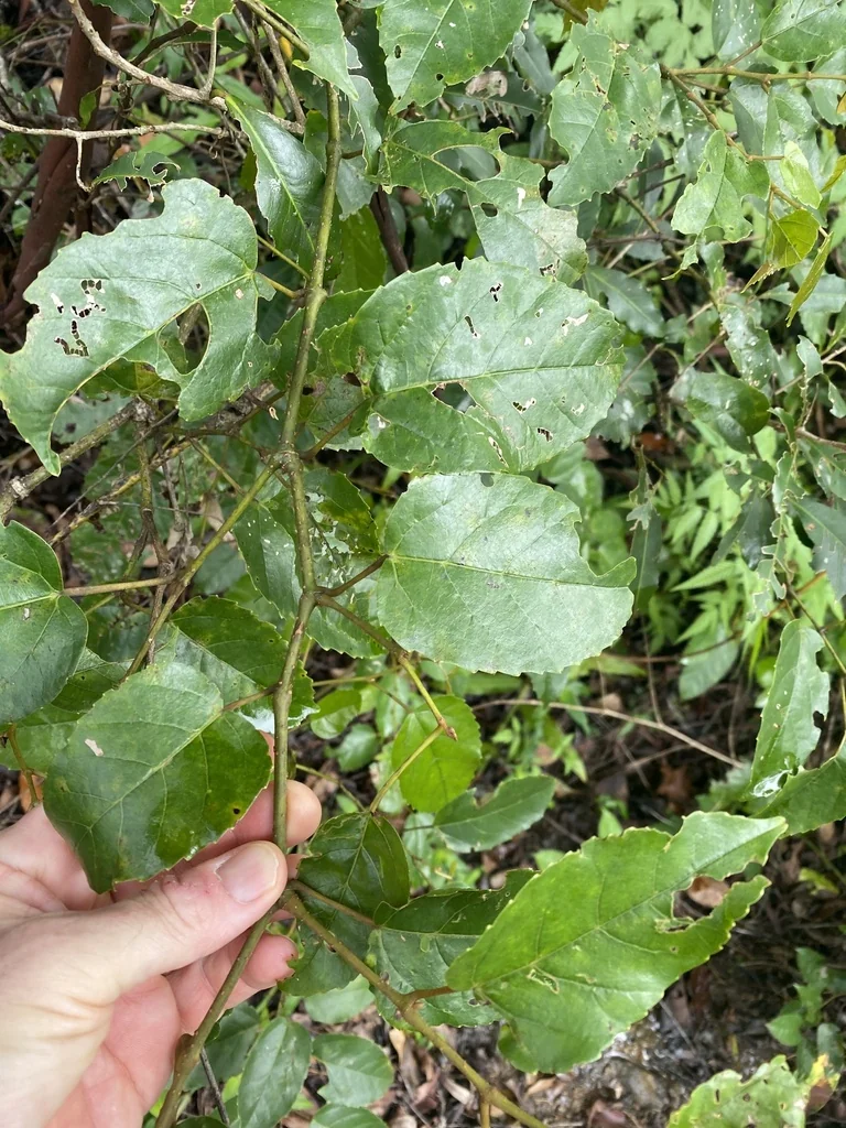 Cissus Antarctica