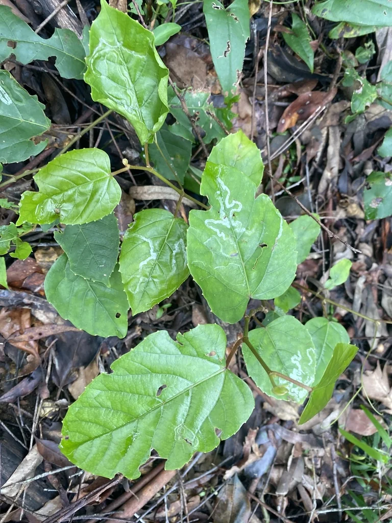 Cissus Antarctica