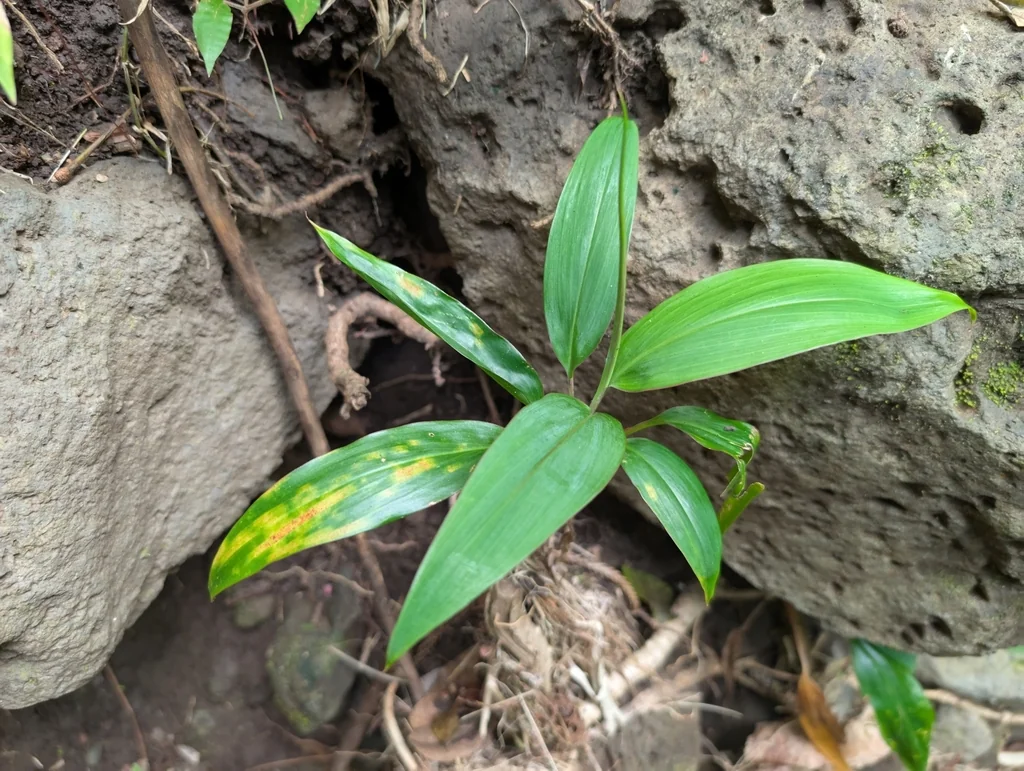 Cordyline fruticosa