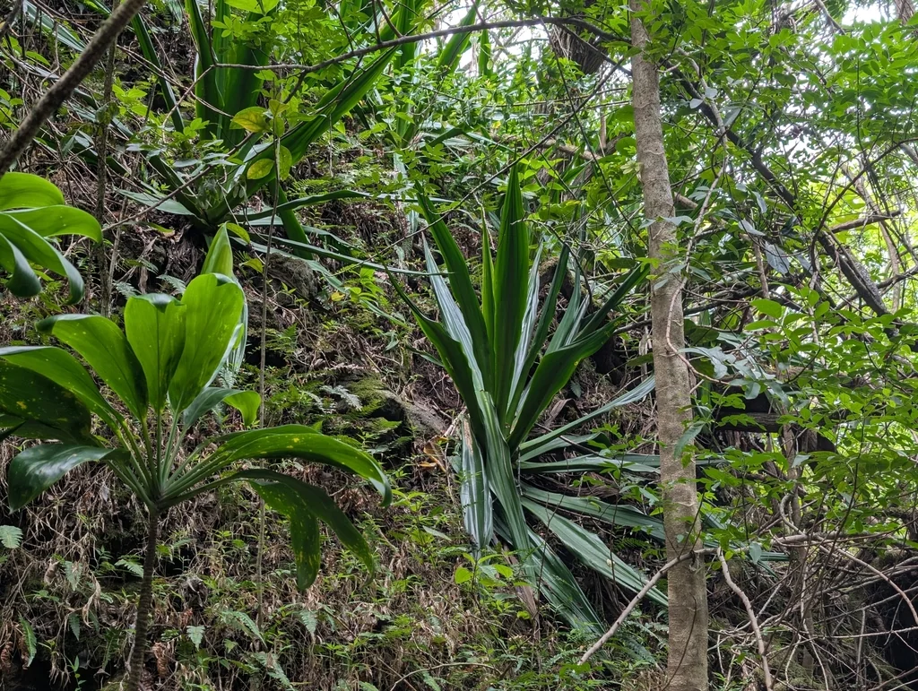Furcraea Foetida