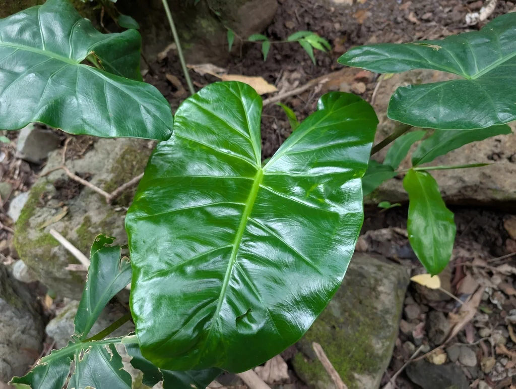Alocasia plumbea