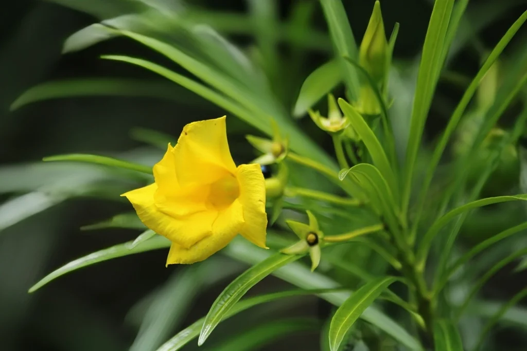 Thevetia Peruviana