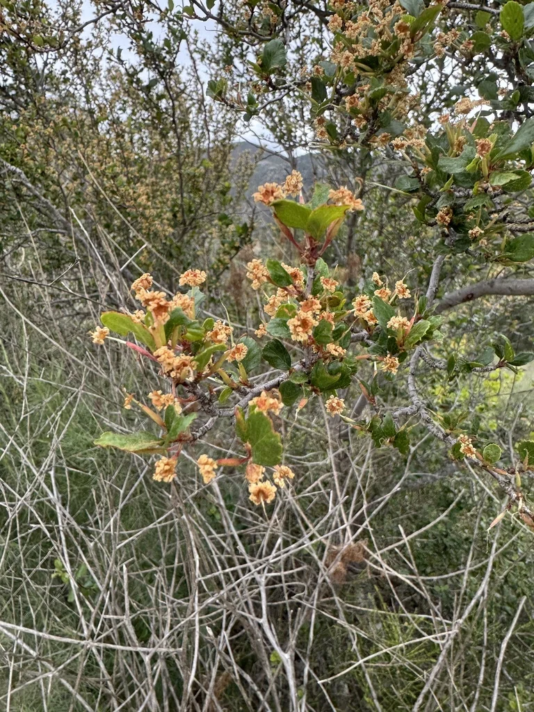Cercocarpus Minutiflorus