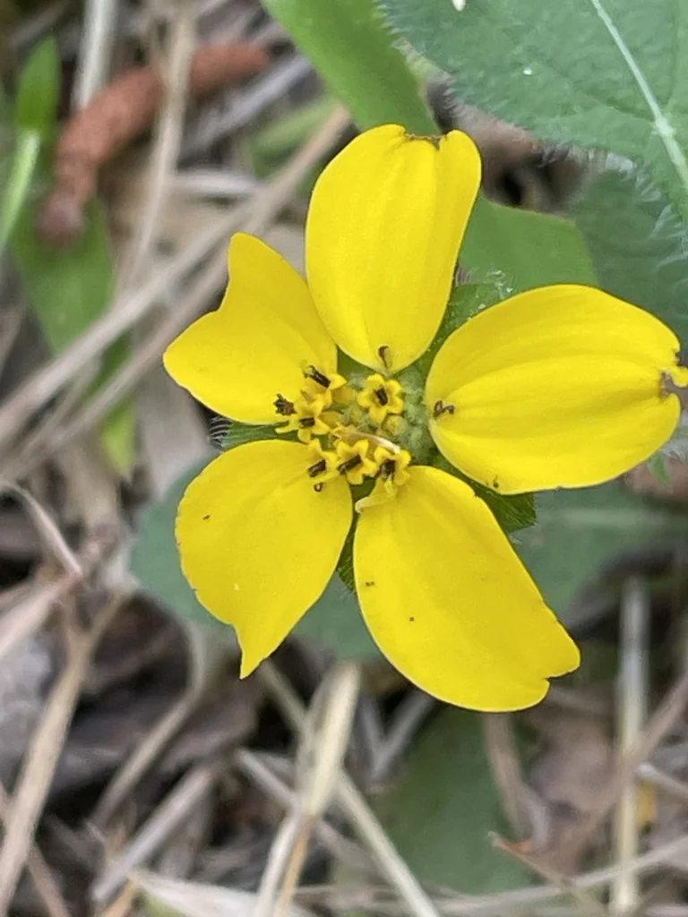 Chrysogonum Virginianum