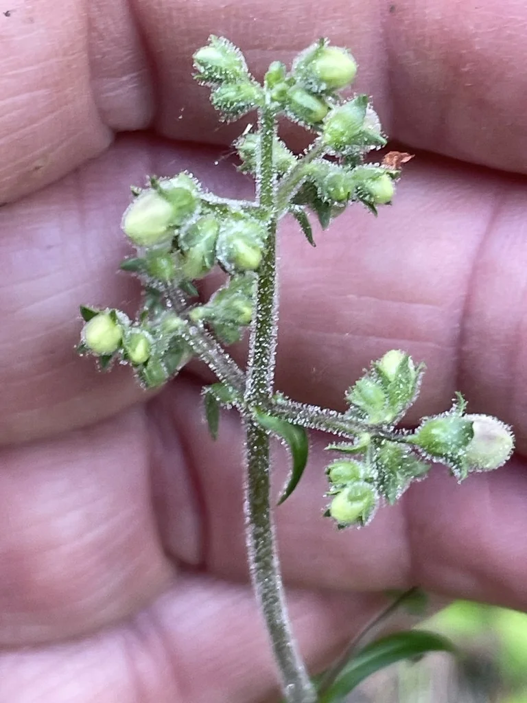 Penstemon Laevigatus