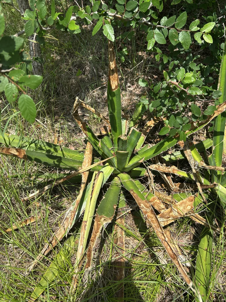 Agave Lophantha