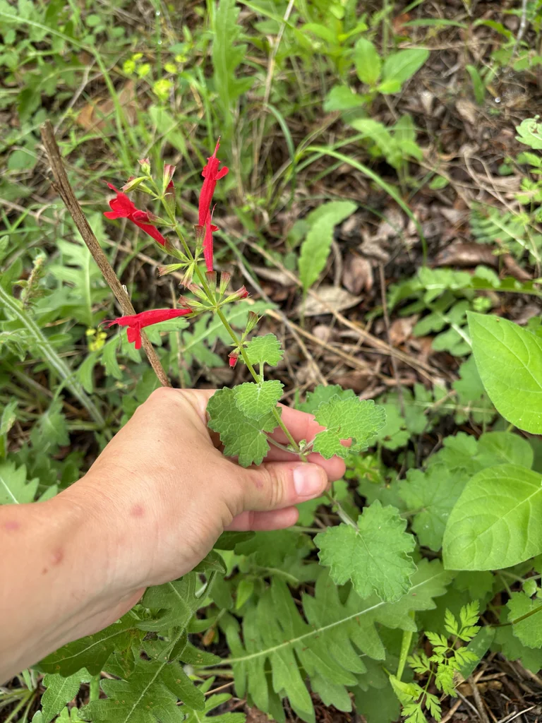 Salvia Roemeriana