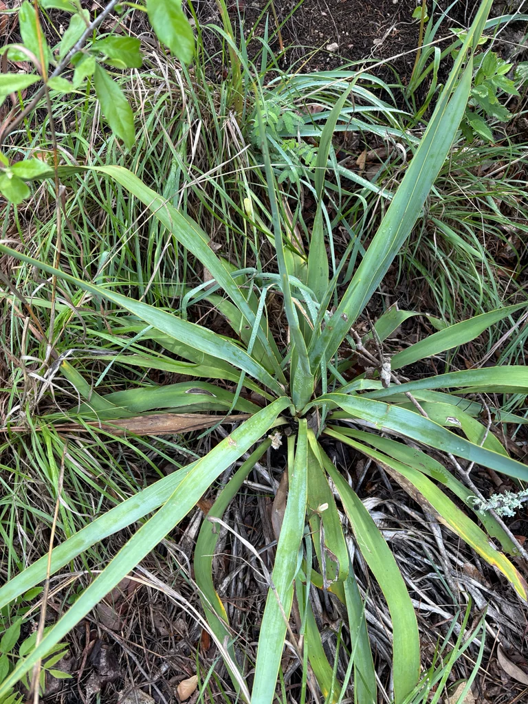 Yucca Rupicola