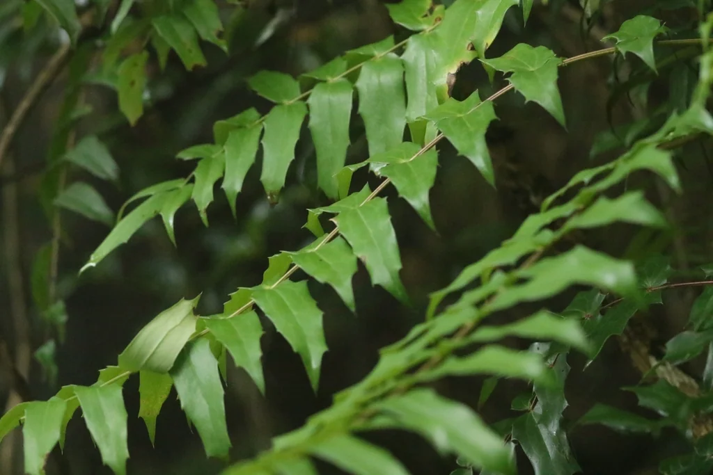 Mahonia Lomariifolia