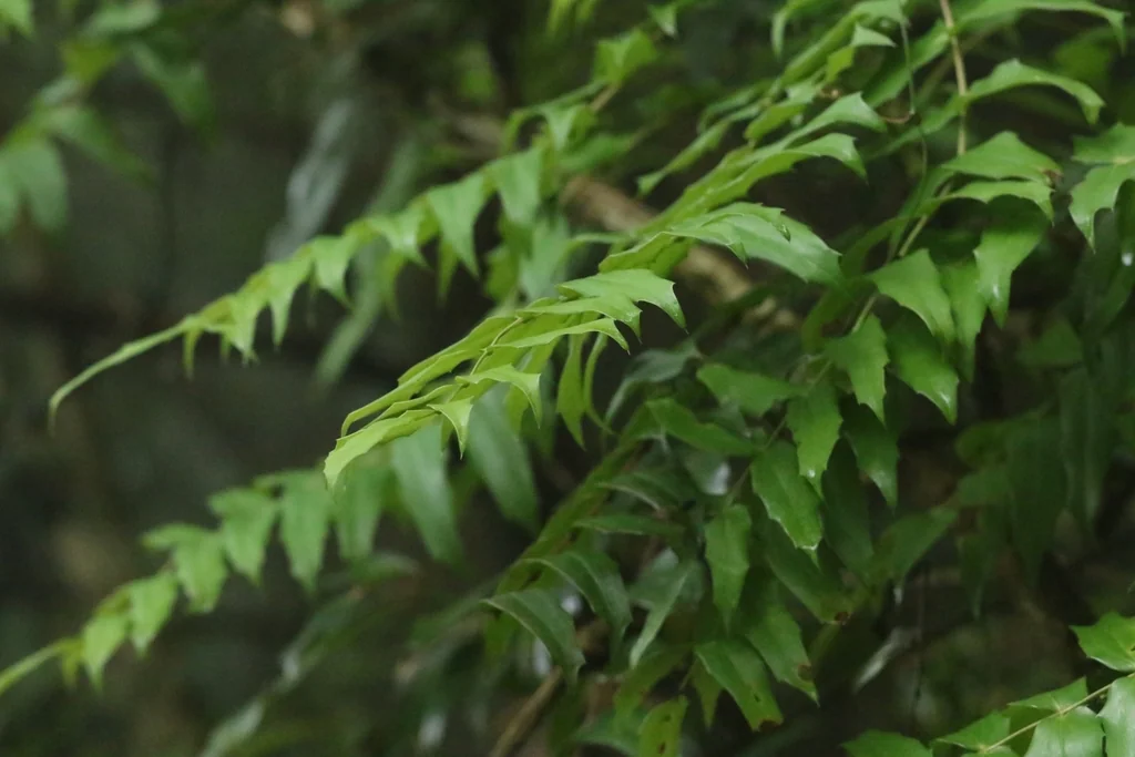 Mahonia Lomariifolia