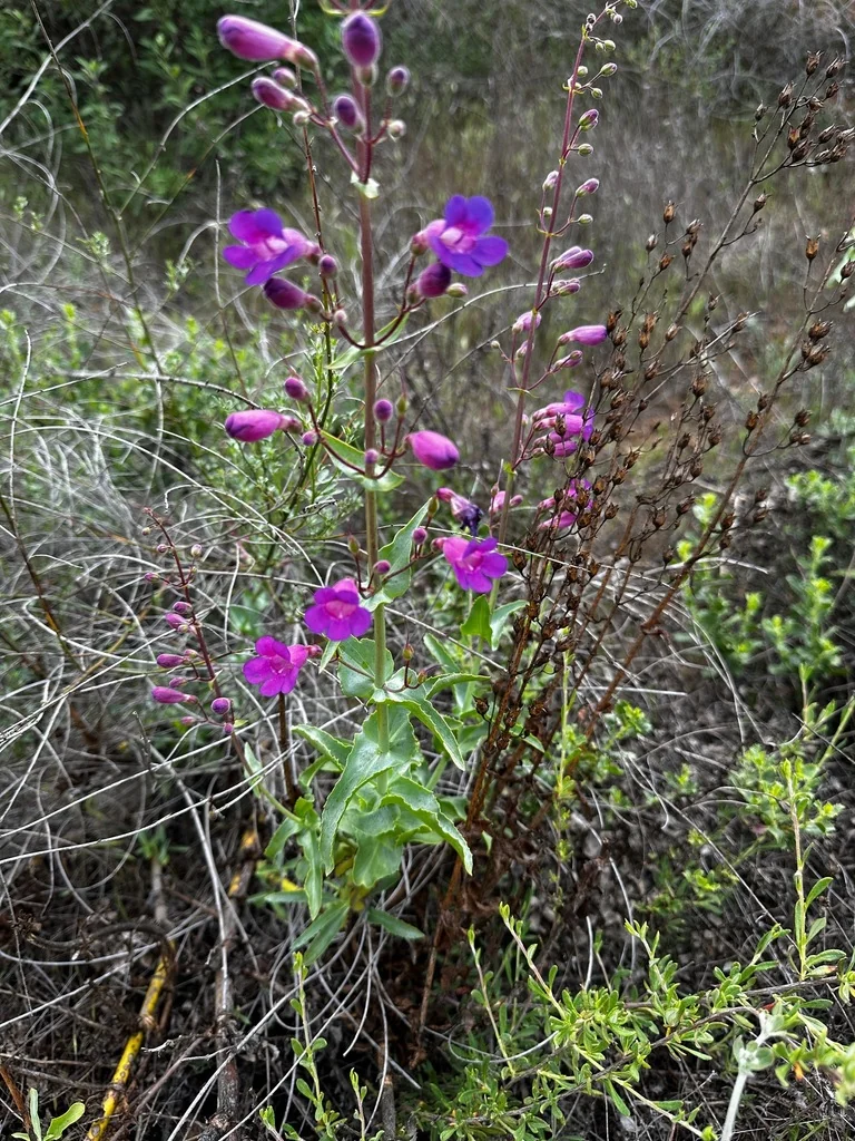 Penstemon Spectabilis