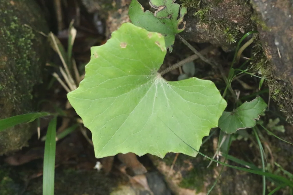 Farfugium Japonicum