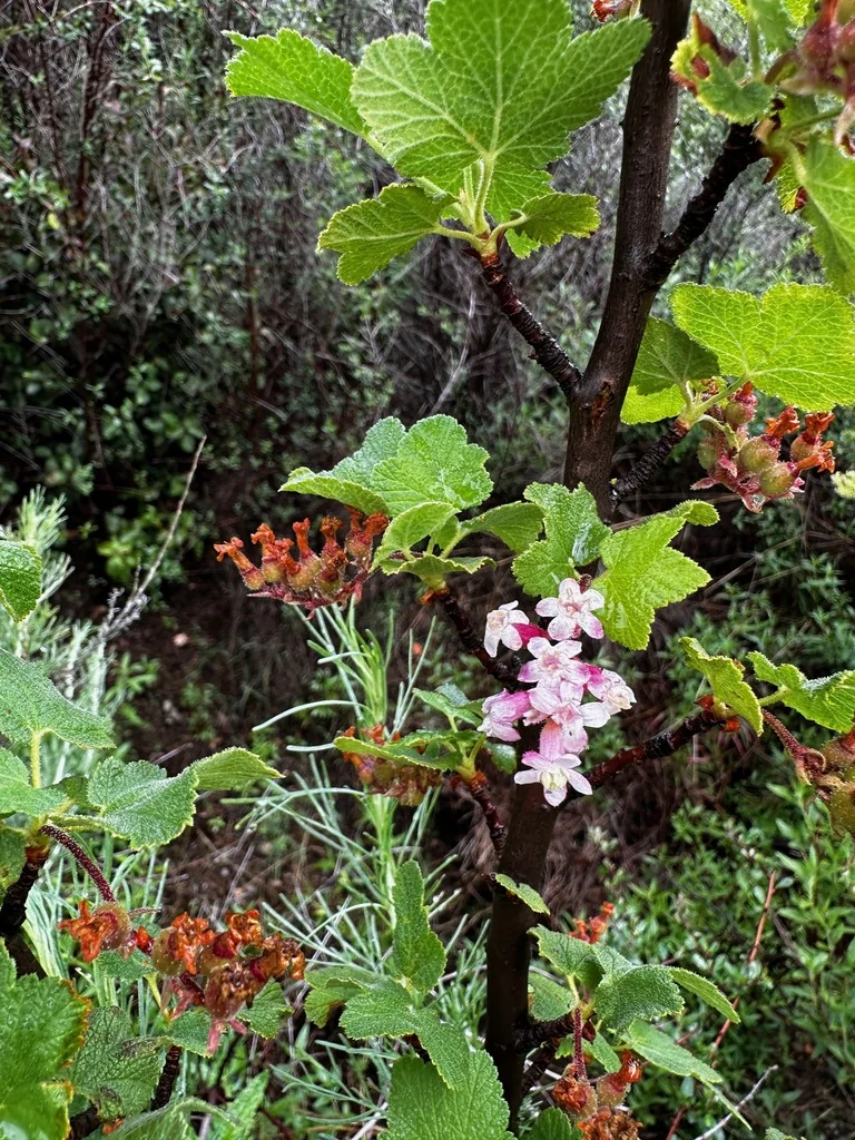Ribes Malvaceum