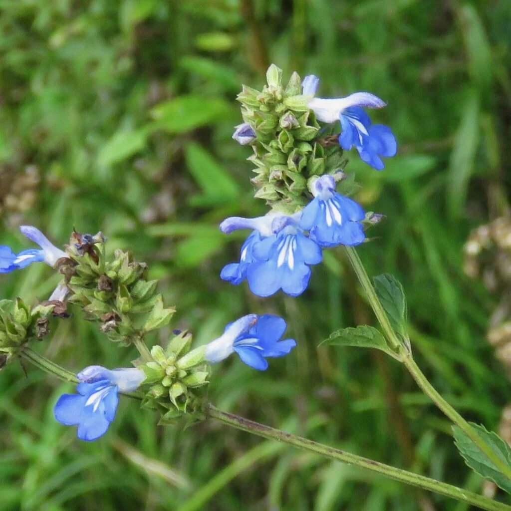 Salvia Uliginosa