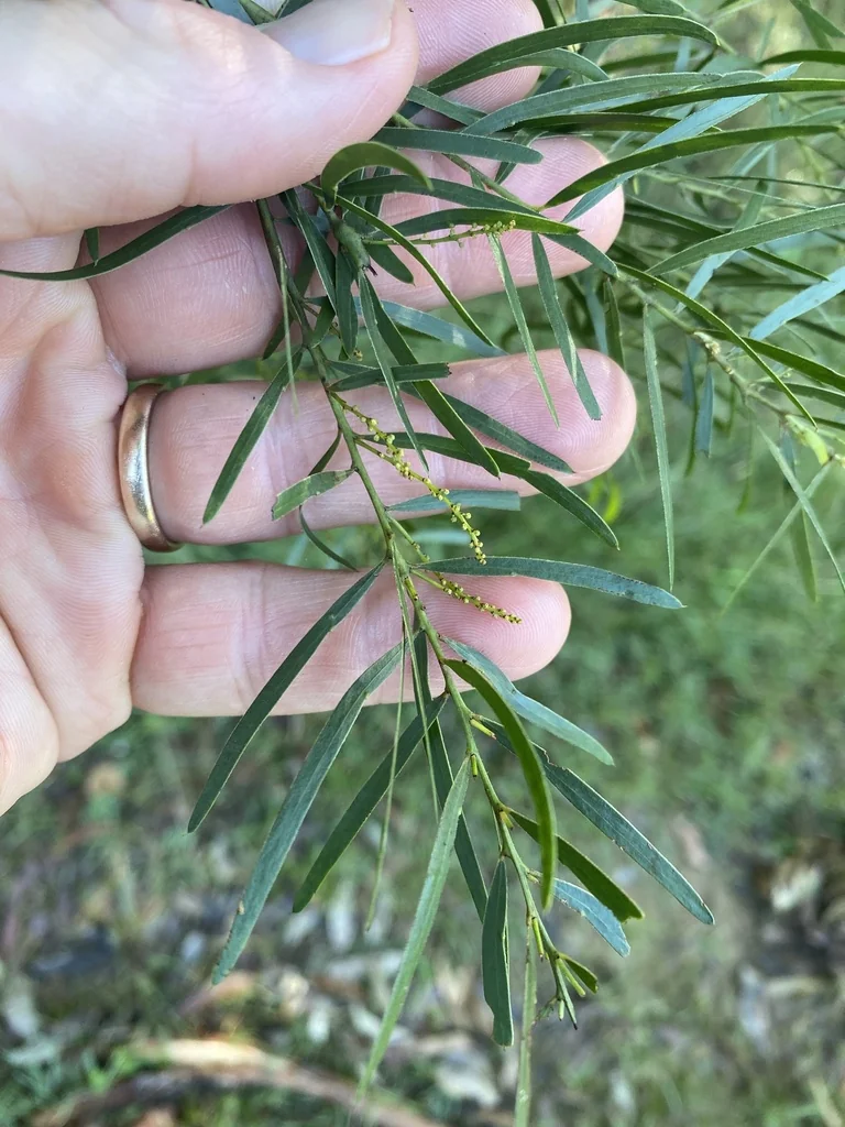 Acacia Fimbriata