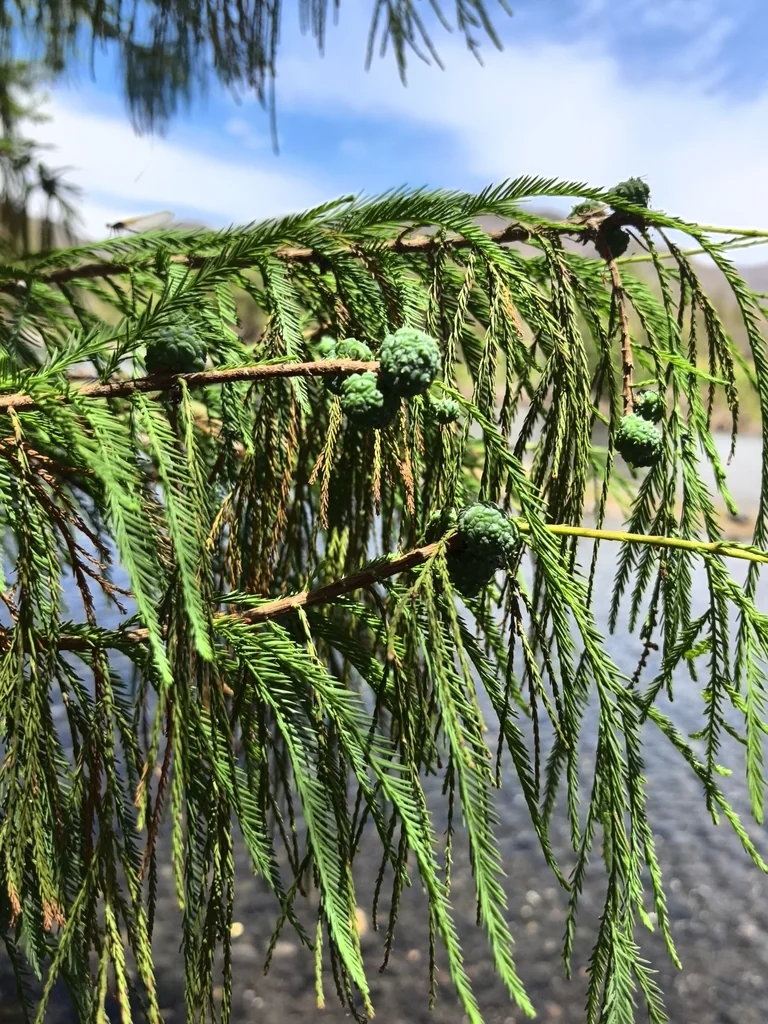 Taxodium Mucronatum