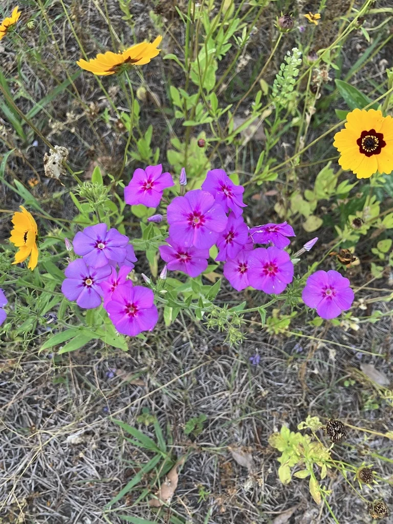 Phlox drummondii