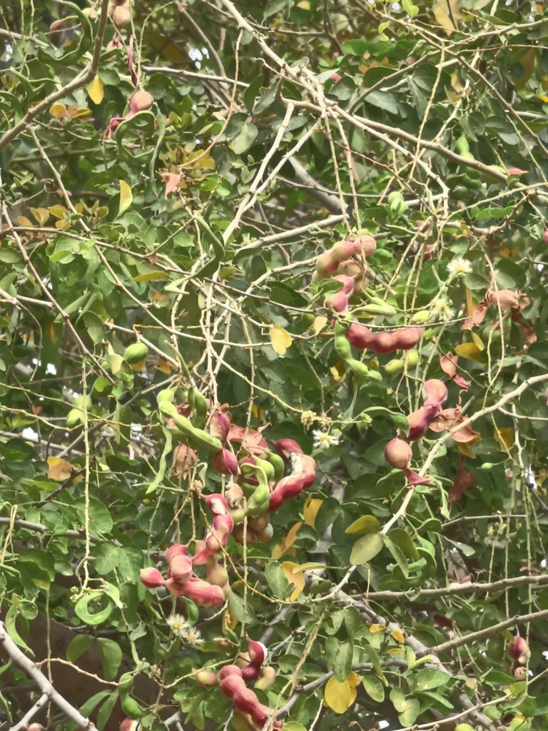 Pithecellobium Dulce