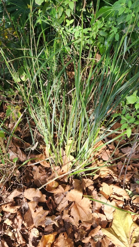 Anemanthele Lessoniana