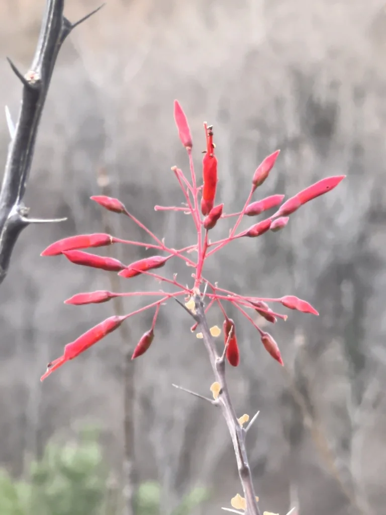 Fouquieria Macdougalii