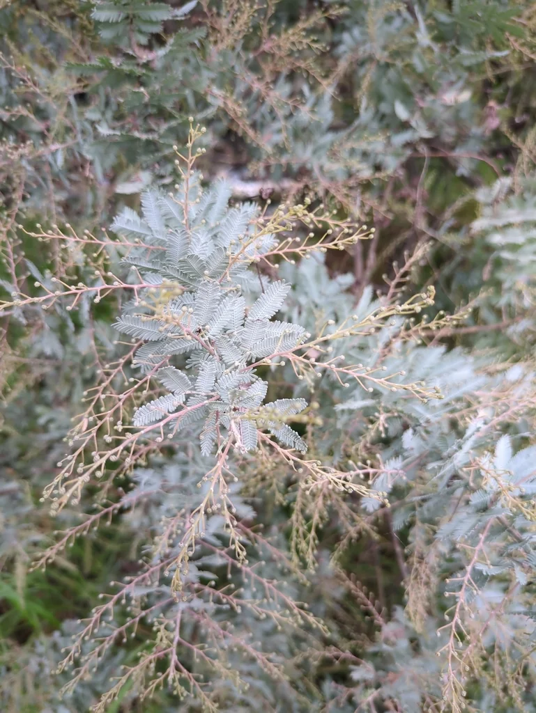 Acacia Baileyana