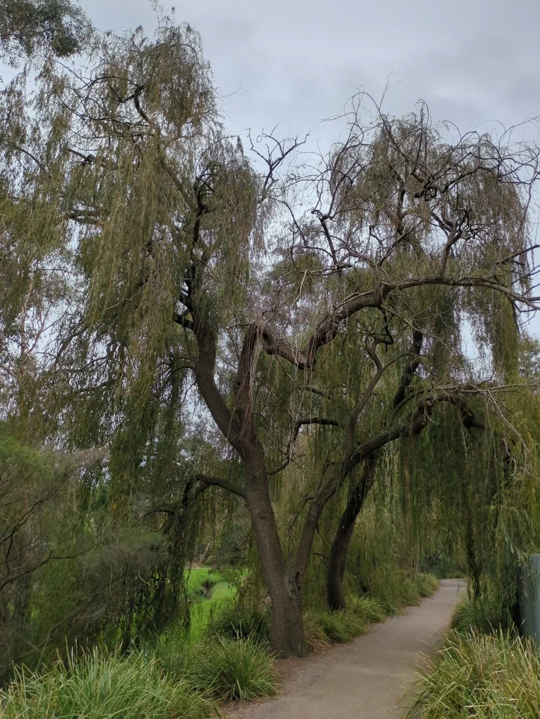 Salix Matsudana