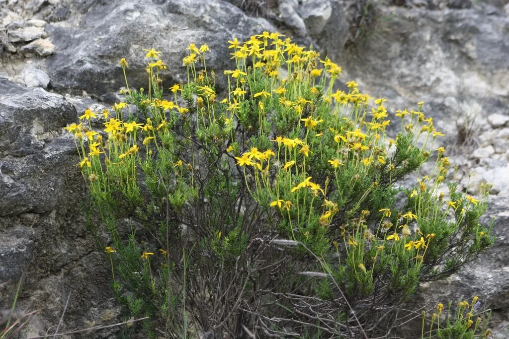 Chrysactinia Mexicana