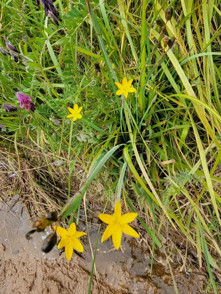 Sisyrinchium Californicum