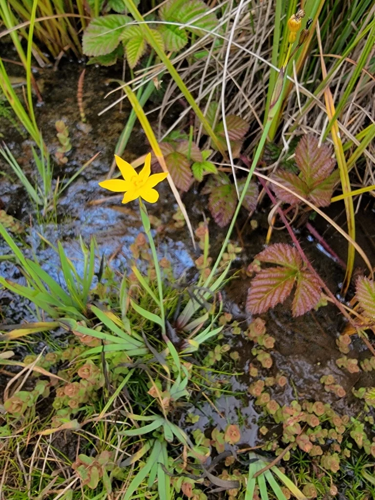 Sisyrinchium Californicum