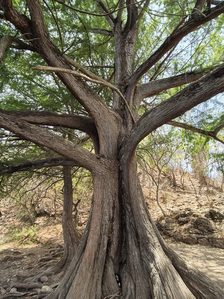 Taxodium Mucronatum