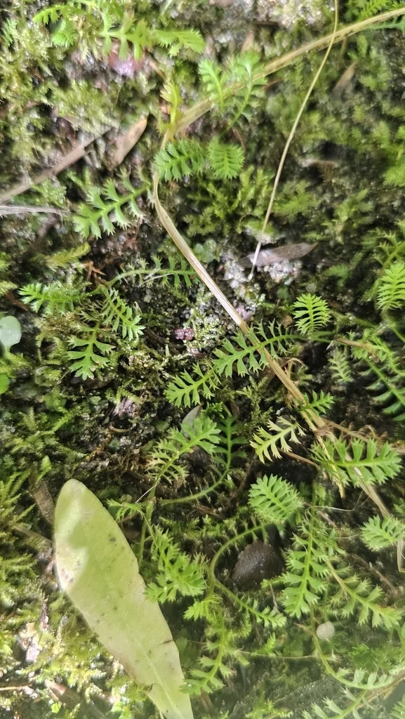 Leptinella Squalida