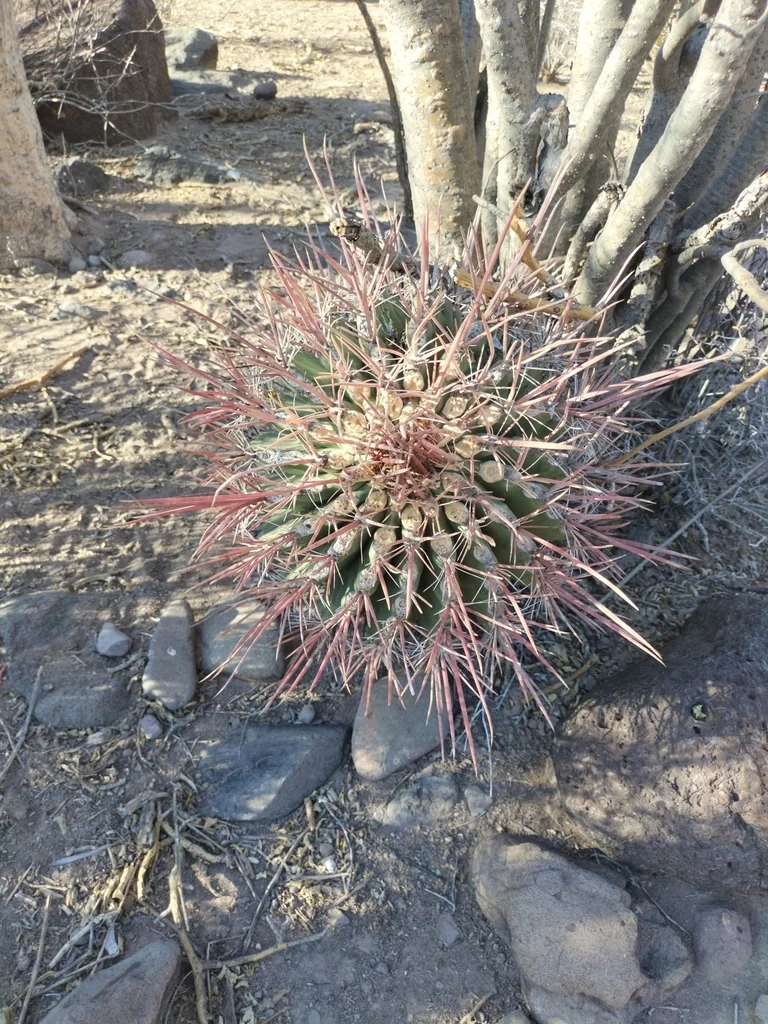 Ferocactus Emoryi Ssp. Rectispinus