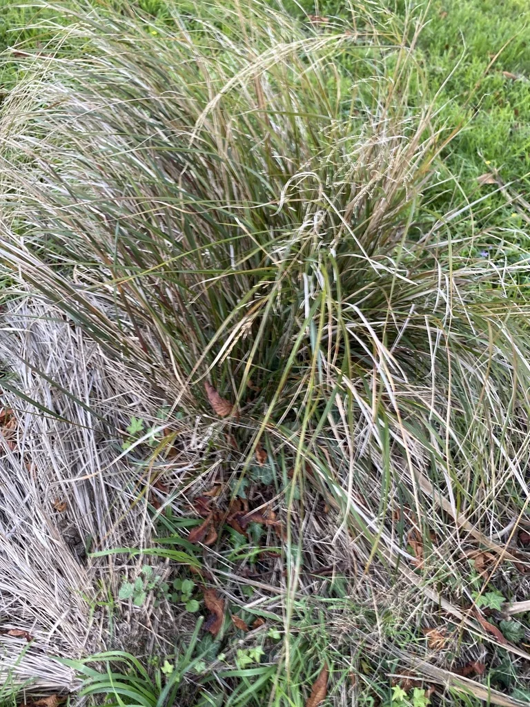 Anemanthele Lessoniana