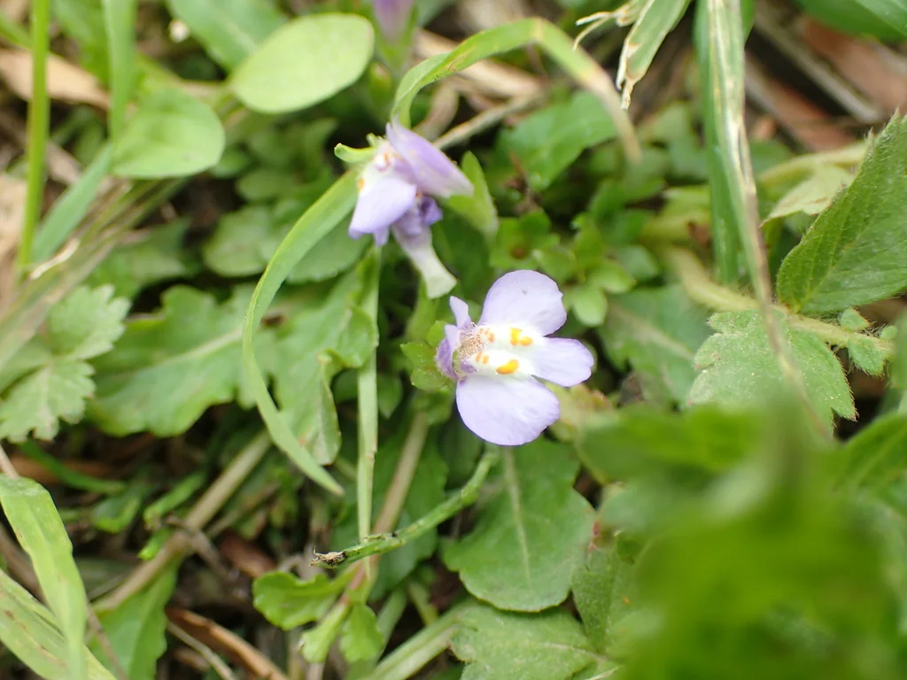 Mazus Reptans