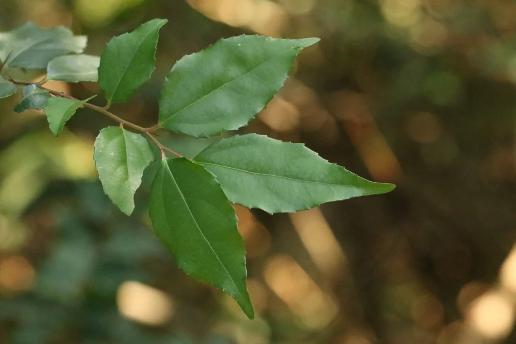 Xylosma Congestum