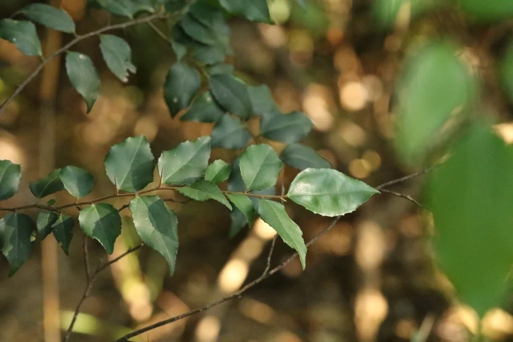 Xylosma Congestum