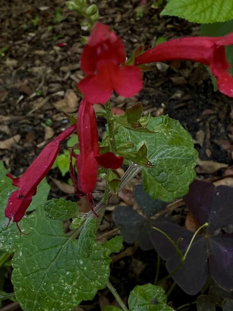 Salvia Roemeriana