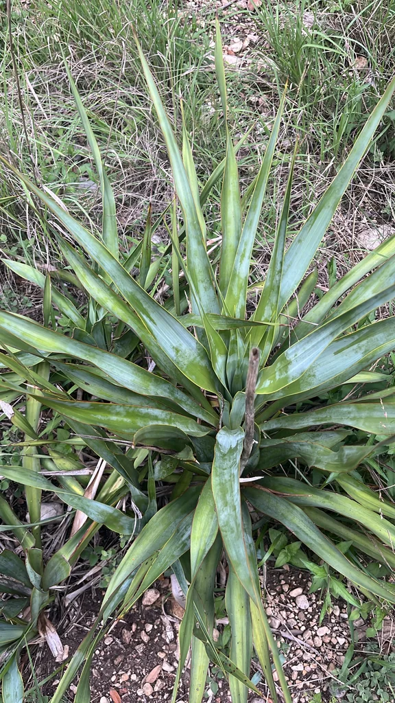 Yucca Rupicola