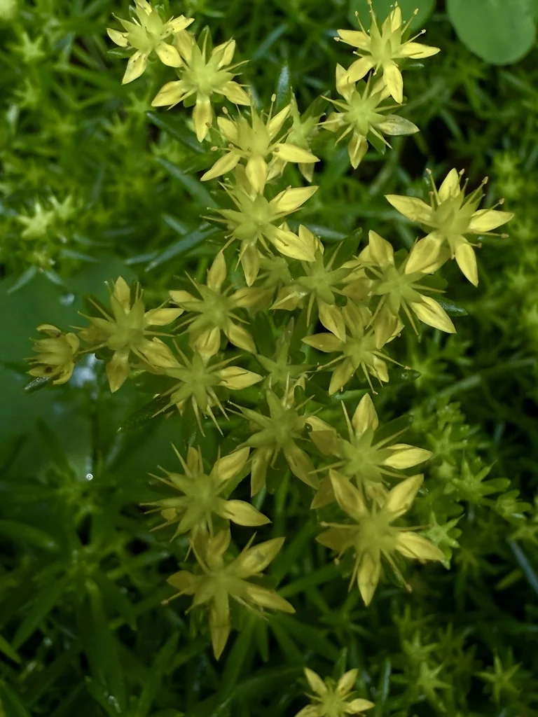 Sedum mexicanum