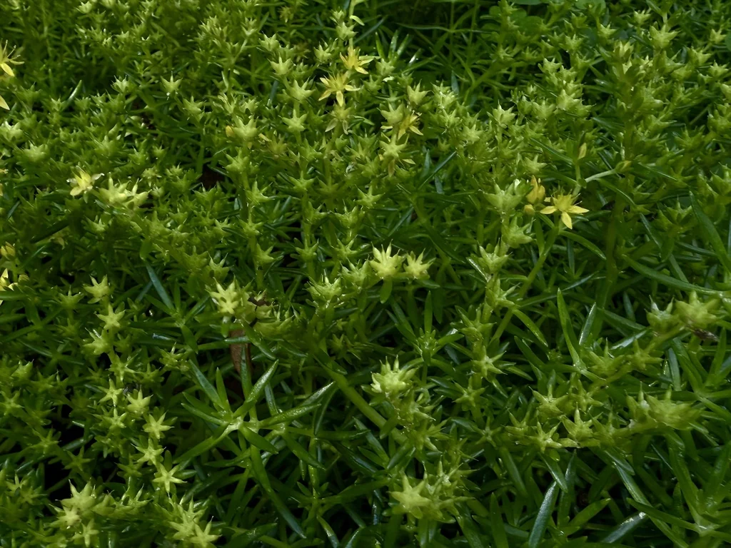 Sedum mexicanum