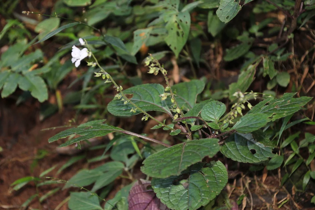 Plectranthus ciliatus