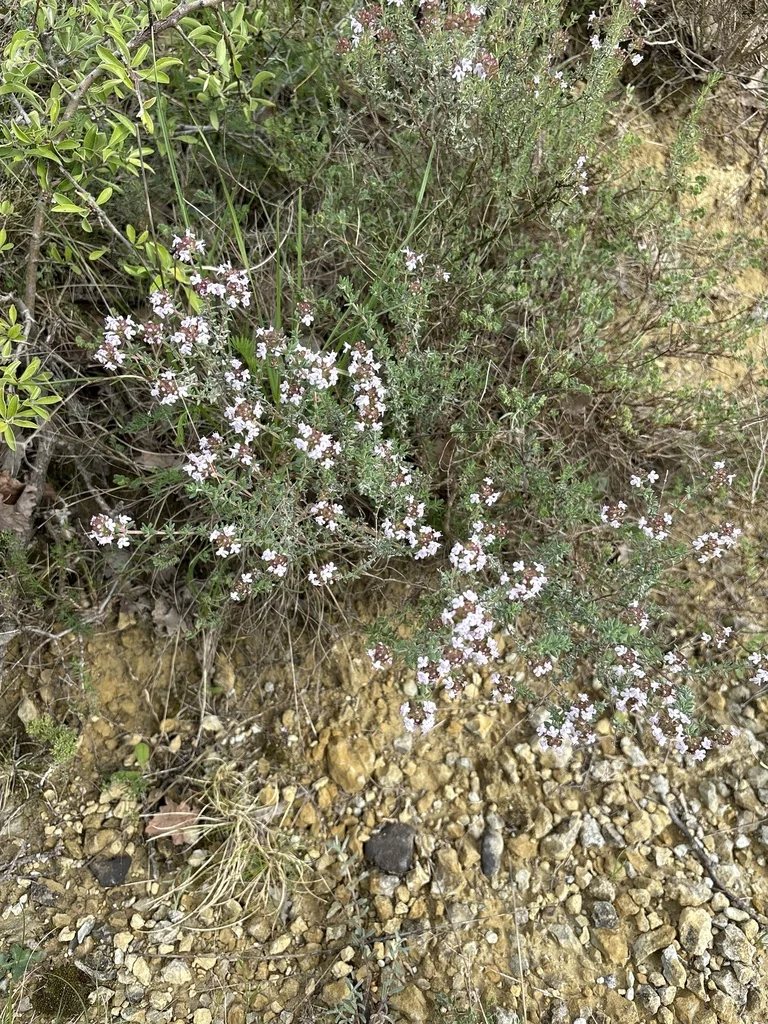 Thymus Vulgaris